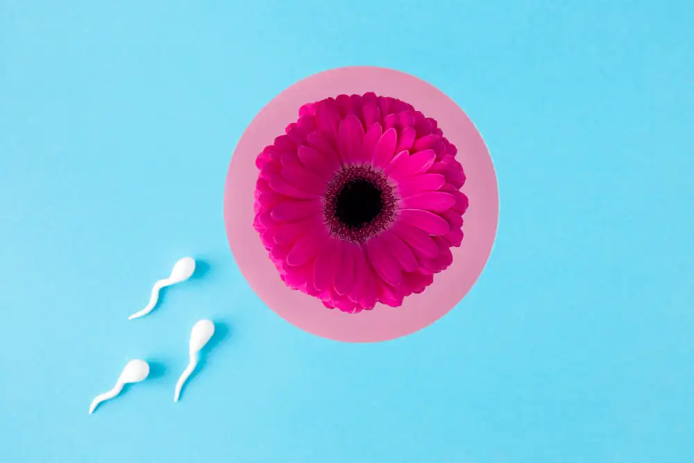 ovulation-test-flat-lay-spermatozoa-pink-flower